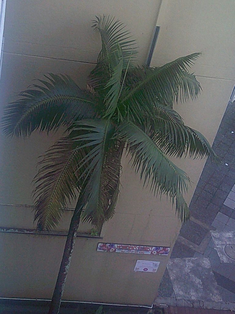 palm tree